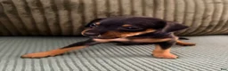 Miniature Pinscher dogs for sale: Leo - Ad 15