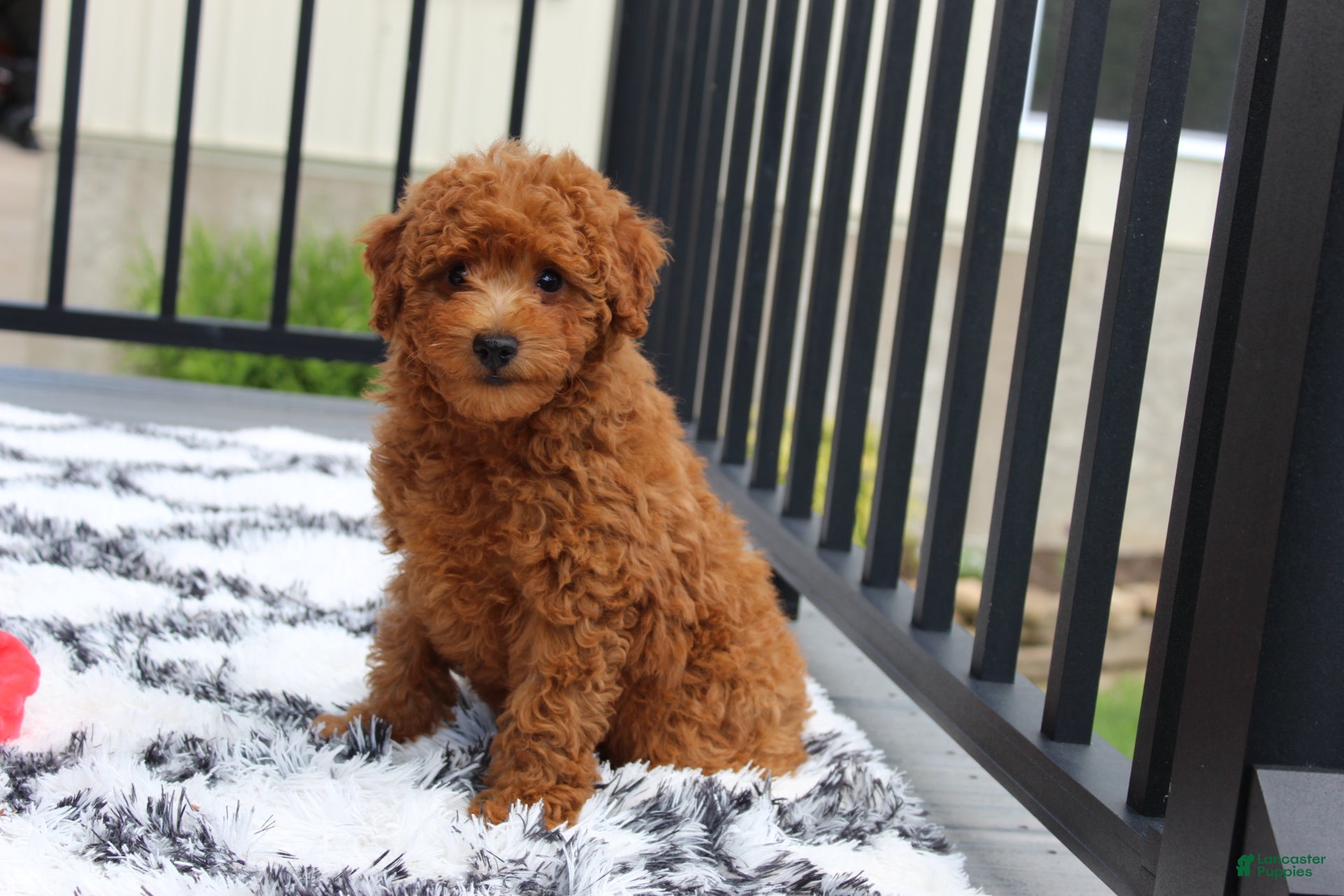 Bichpoo dogs Jerry - Ad 2