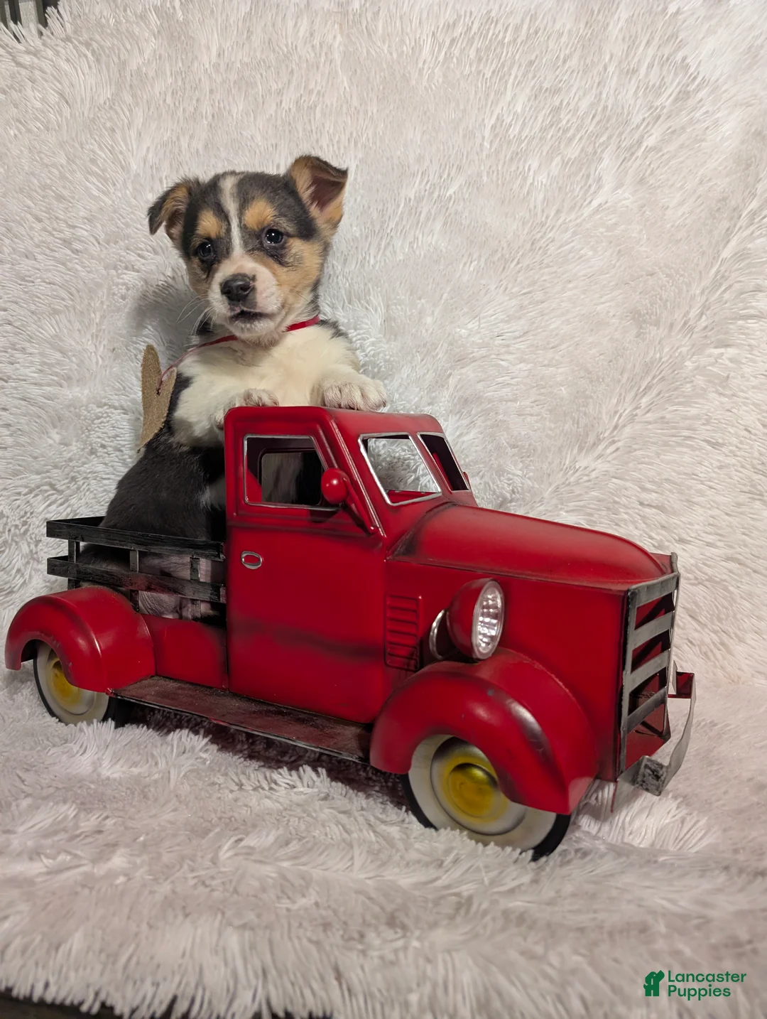 Welsh Corgi Pembroke dogs for sale: Milo  - Ad 4