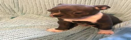 Boston Terrier dogs for sale: Jeremy - Ad 3