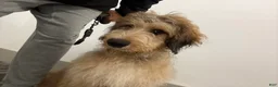 Double Doodle dogs for sale: Enzo- Doodle mix Puppy - Ad 4
