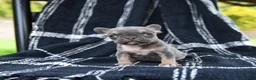 French Bulldog dogs for sale: Rain  - Ad 1