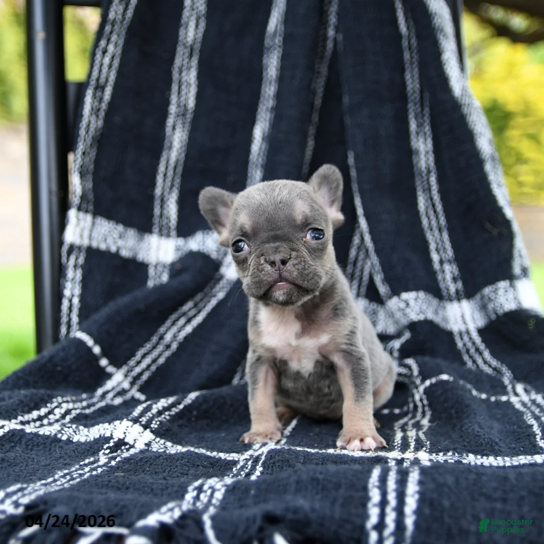 French Bulldog dogs for sale: Rain  - Ad 1
