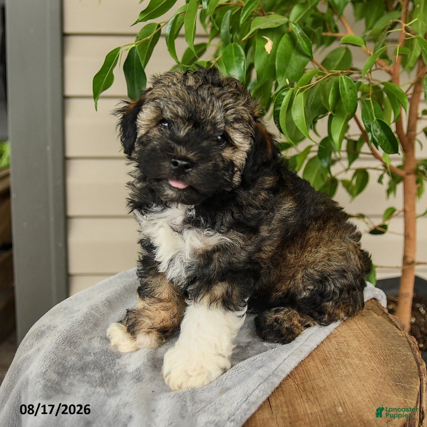 Shihpoo dogs Miles - Ad 1