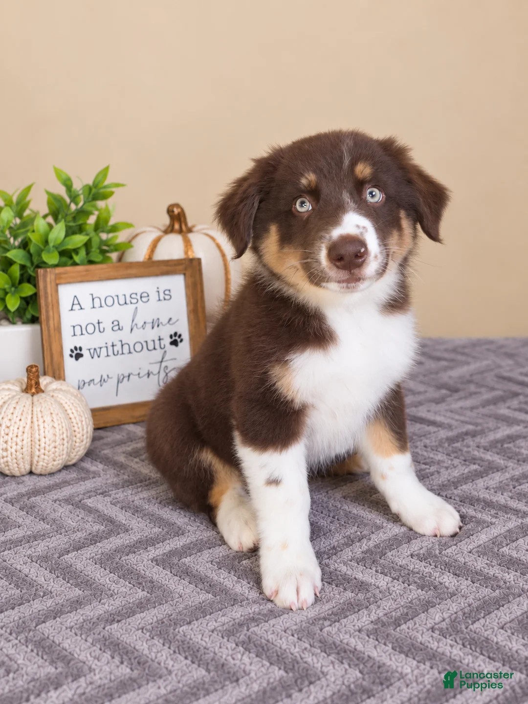 Australian Shepherd dogs for sale: Remy - Ad 1