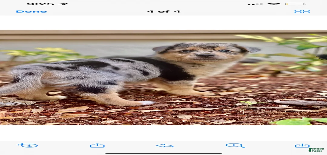 Gallery Image {{count}}