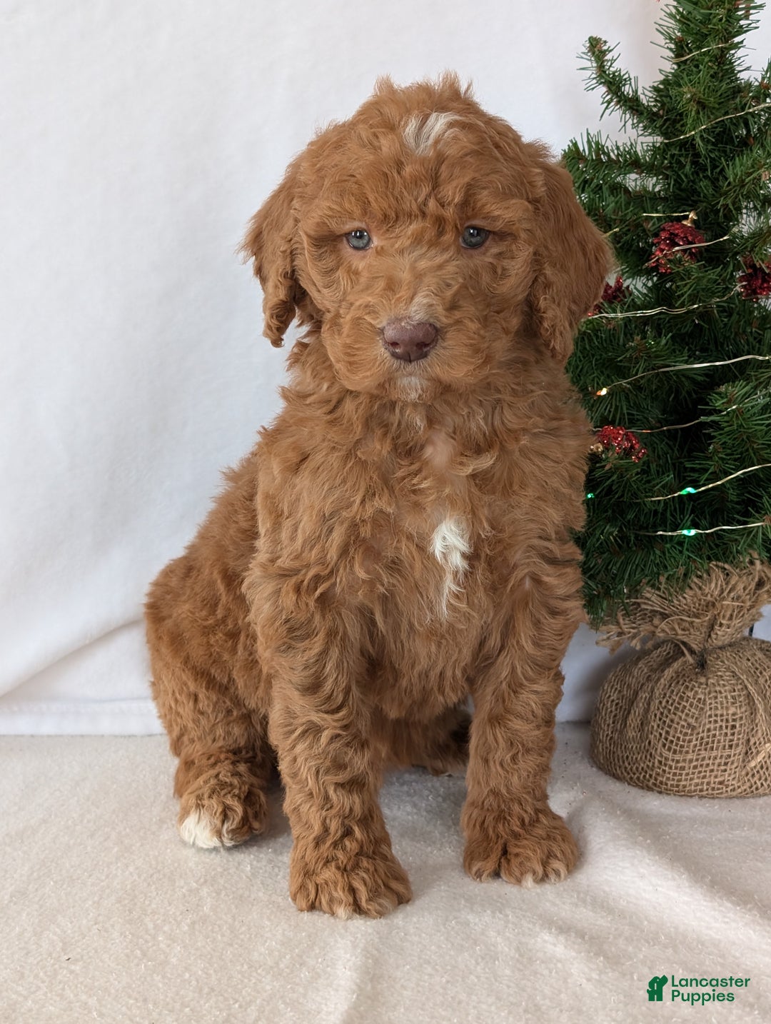 Goldendoodle dogs for sale: Miss Gracie  - Ad 21