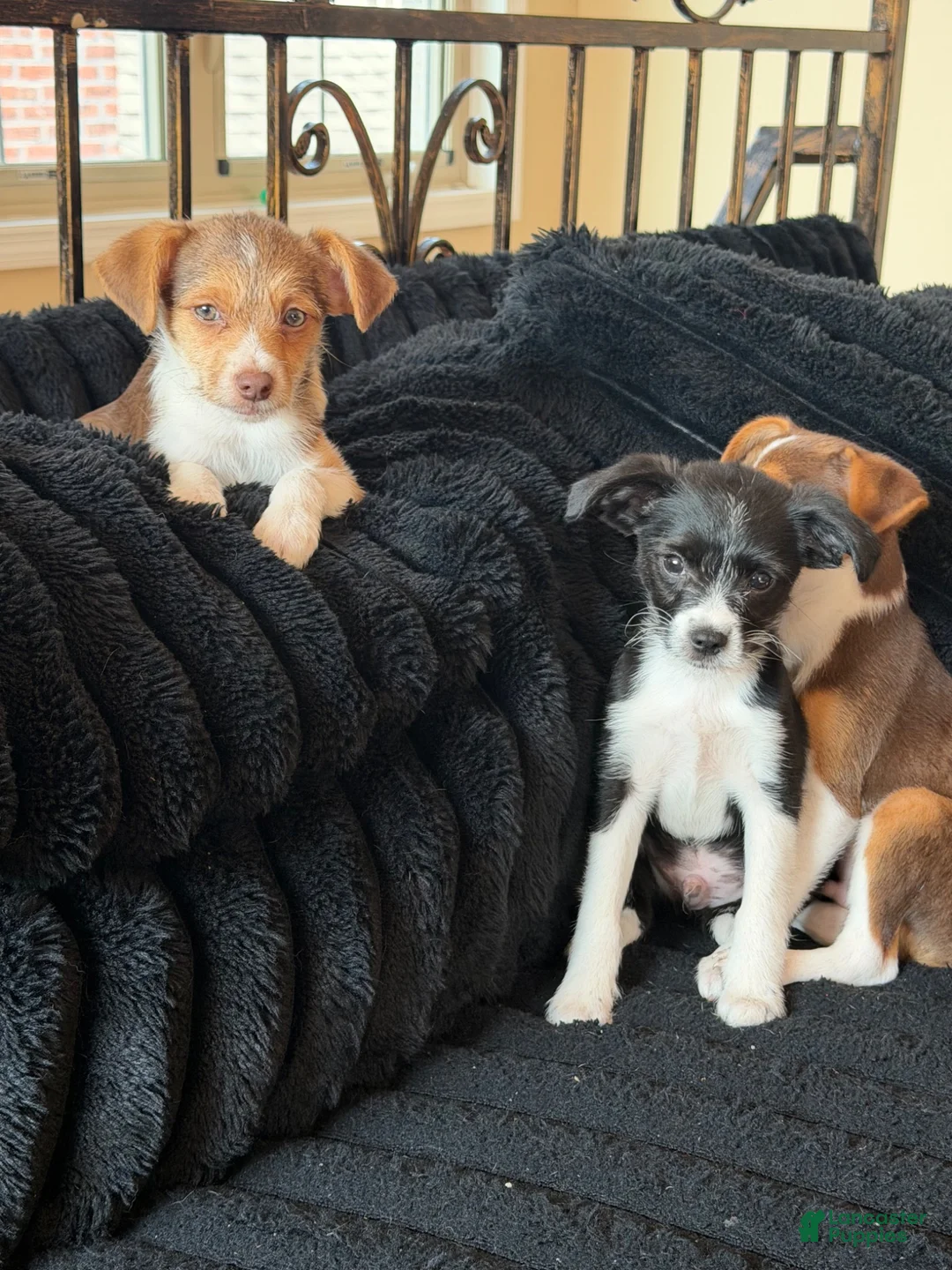 Mixed Breed dogs for sale: Mixed Breed 3 - Ad 8
