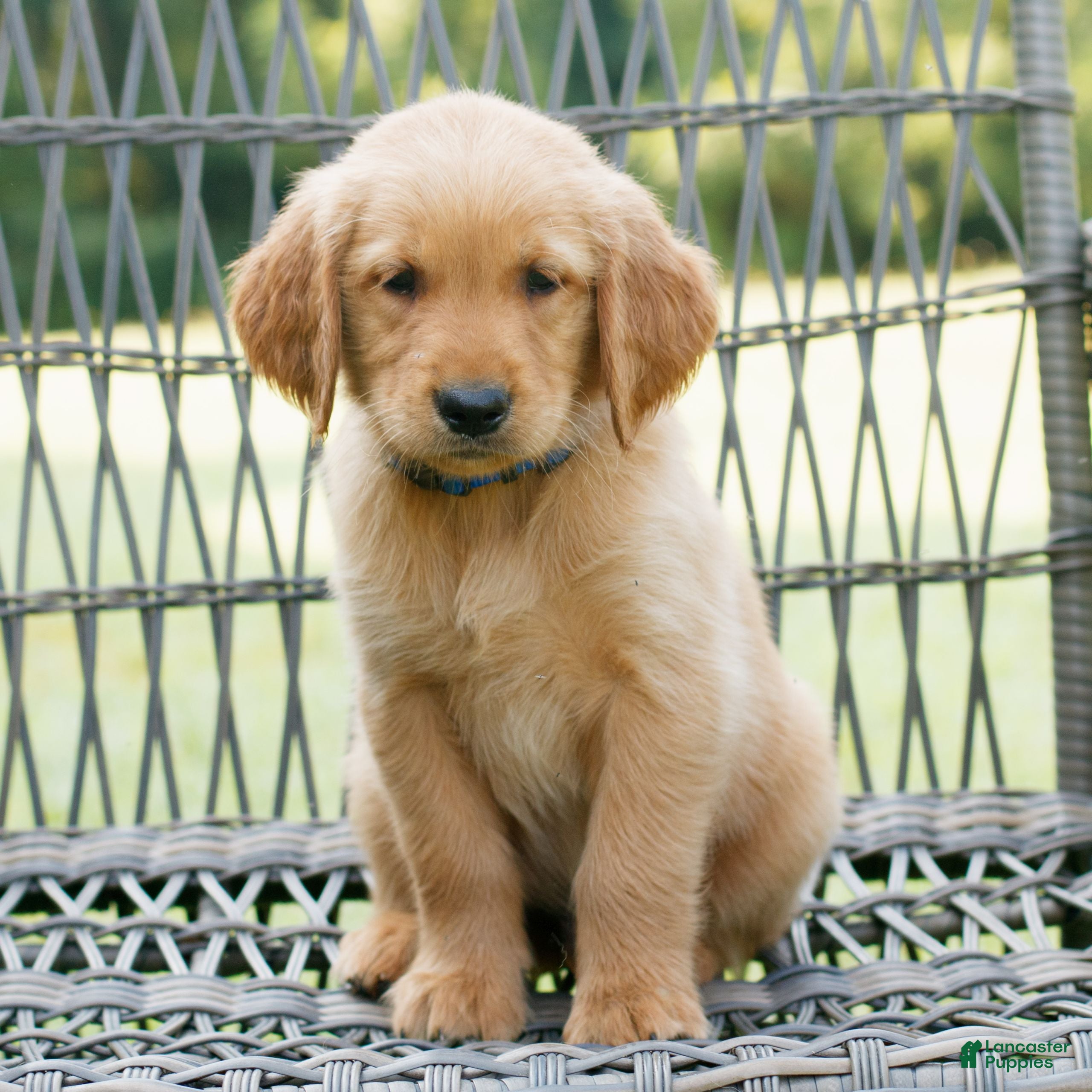 Golden Retriever dogs Remi  - Ad 1