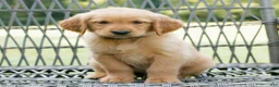 Golden Retriever dogs for sale: Remi  - Ad 1