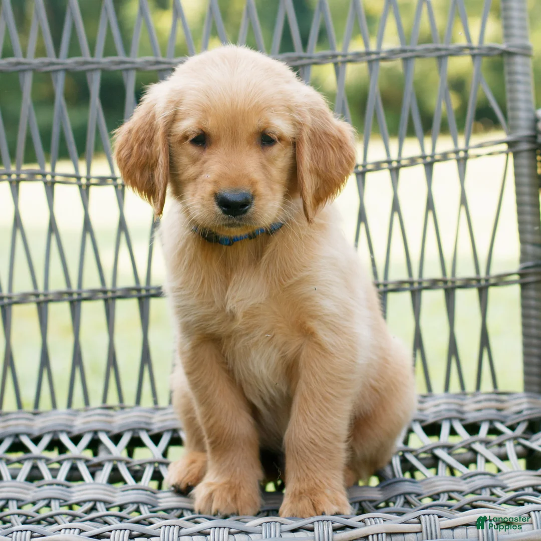 Golden Retriever dogs for sale: Remi  - Ad 1