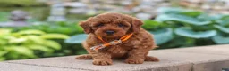 Maltipoo dogs for sale: Knox - Ad 2