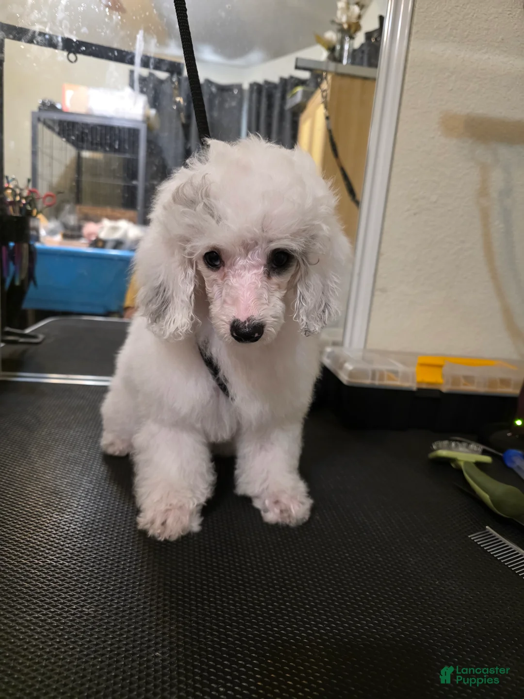 Miniature Poodle dogs for sale: Miniature Poodle Puppy 2 - Ad 3