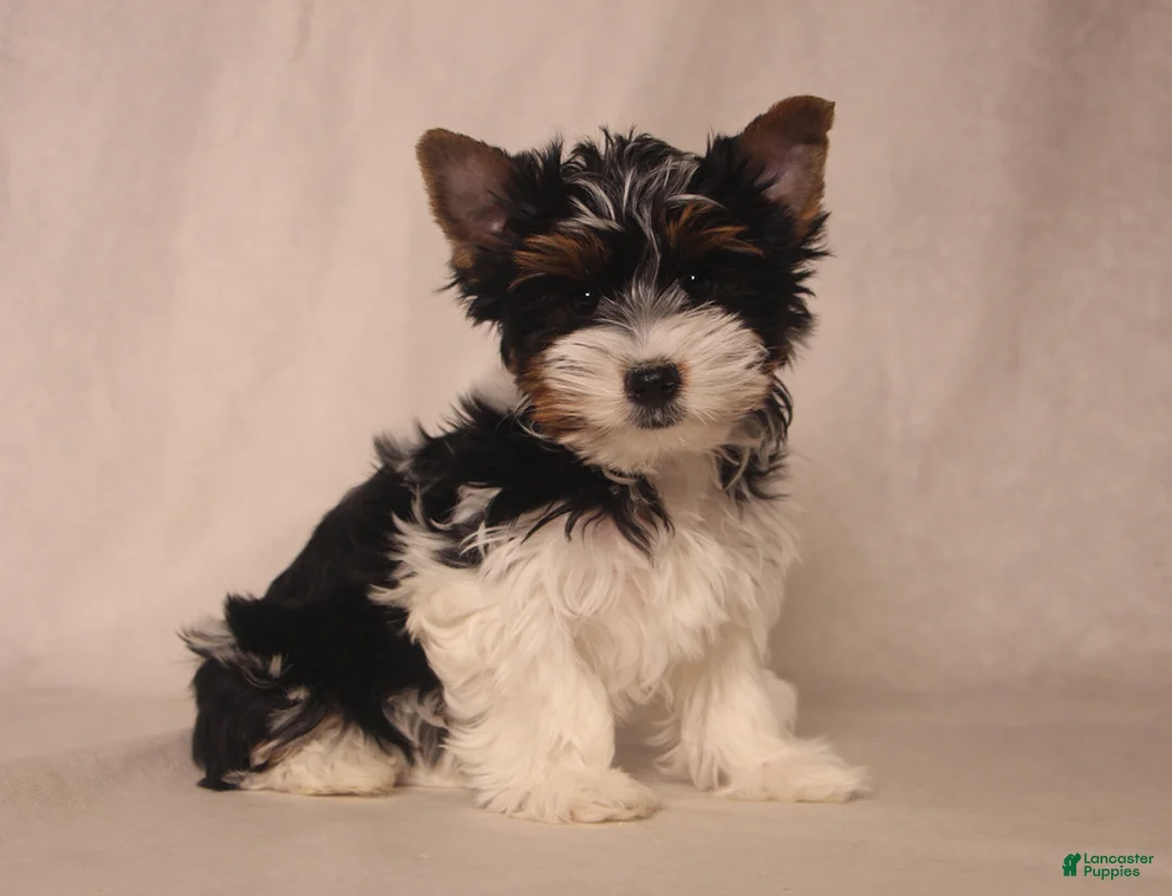 Biewer Terrier dogs for sale: Tony - Ad 1