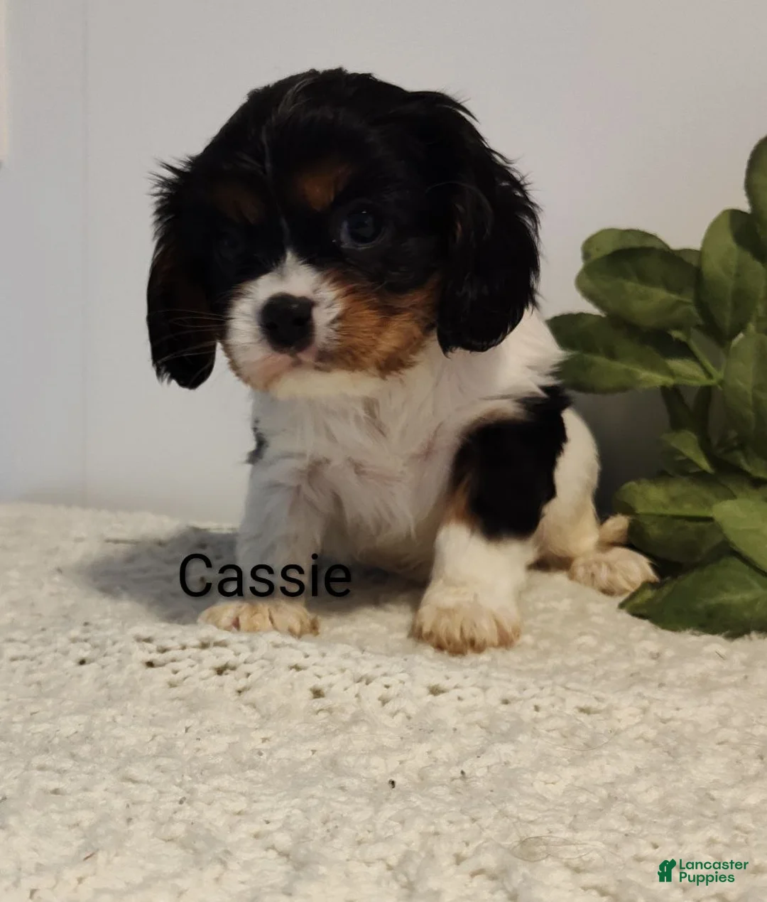 Cavalier King Charles Spaniel dogs for sale: Cassie  - Ad 2