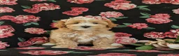 Maltipoo dogs for sale: Serefina 7 lbs Full Grown - Ad 4