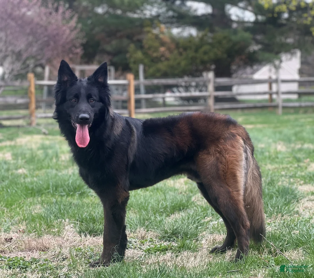 Belgian Malinois dogs for sale: SARGE❤️🐾AKC Registered❤️Fluffy Coated Daddy 🐾Text 717-202-9120 - Ad 1