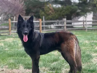 Belgian Malinois dogs SARGE❤️🐾AKC Registered❤️Fluffy Coated Daddy 🐾Text 717-202-9120 - Ad 16