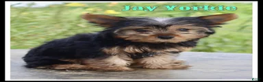 Jay
