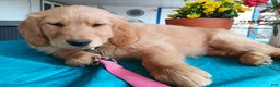 Golden Retriever dogs for sale: Sport - Ad 16
