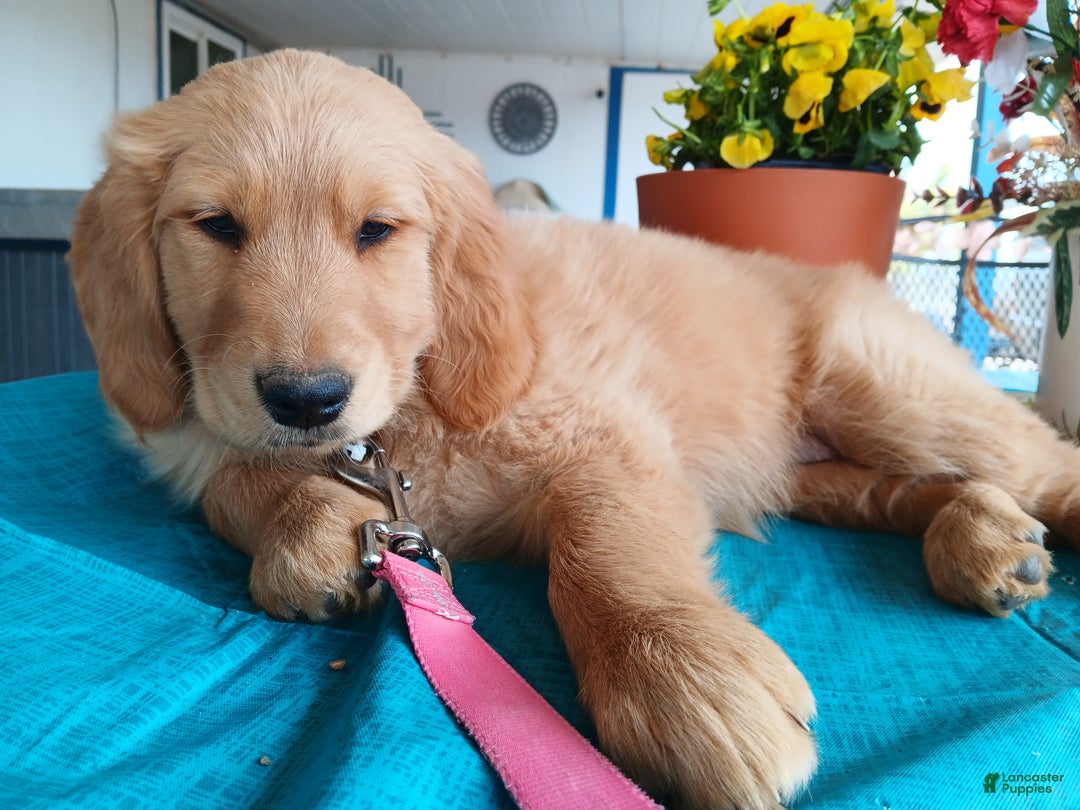Golden Retriever dogs for sale: Sport - Ad 16