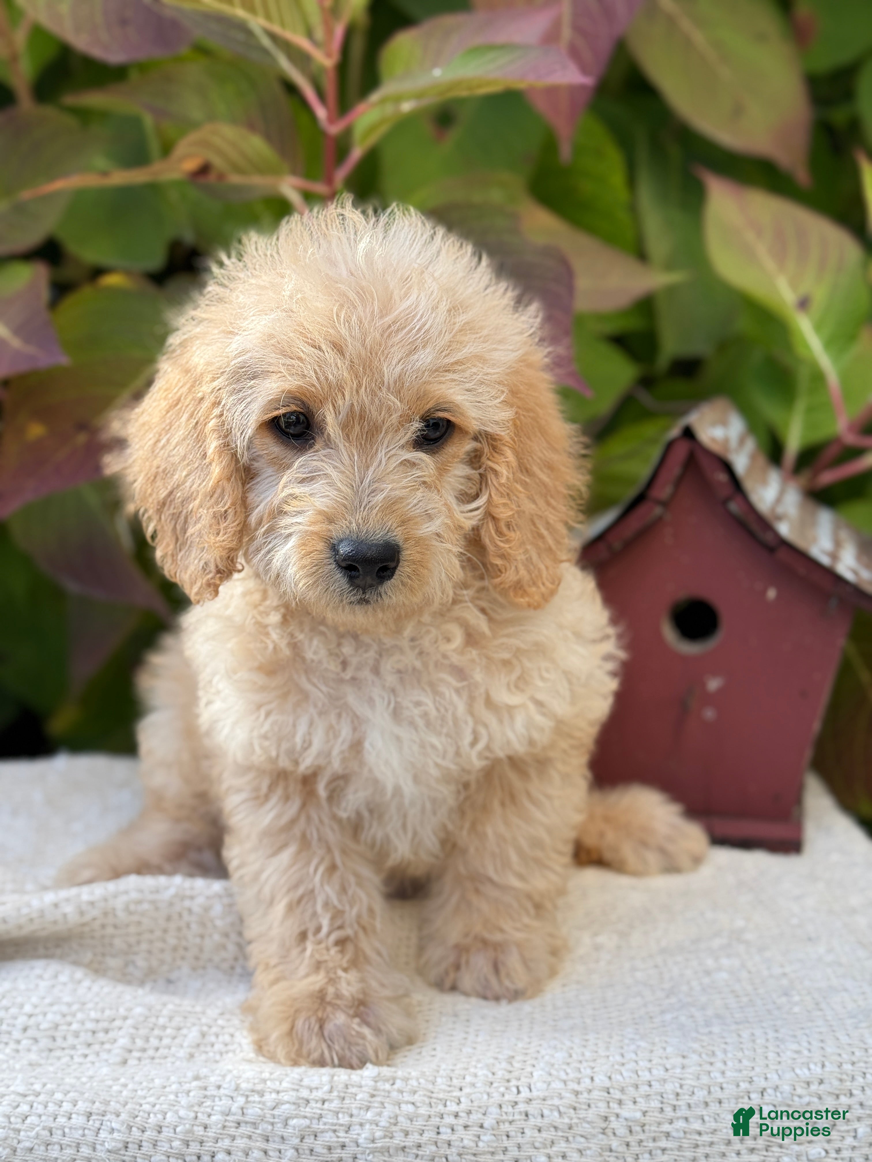Mini Goldendoodle dogs Journey - Ad 2