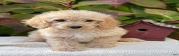 Mini Goldendoodle dogs for sale: Journey - Ad 1