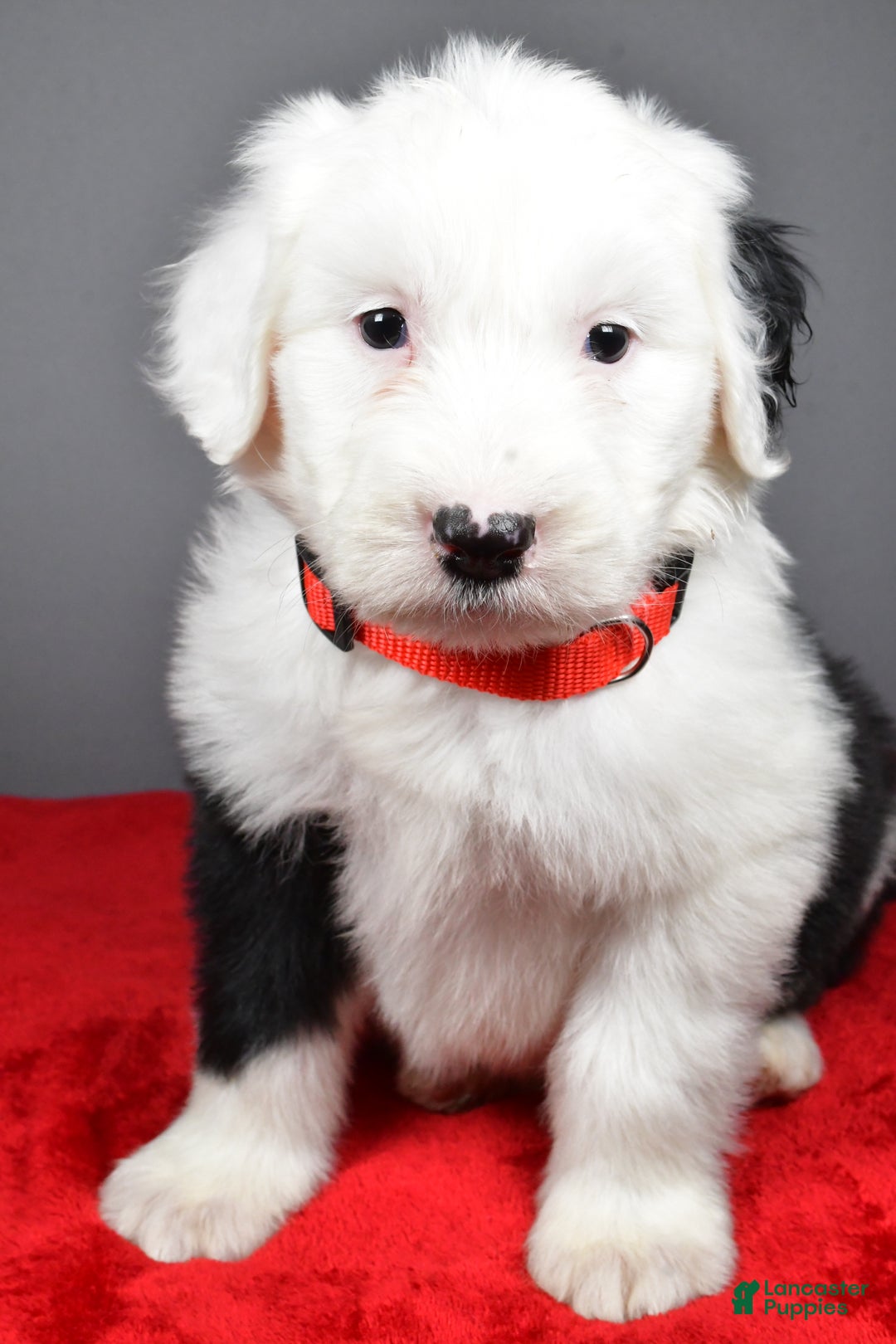Old English Sheepdog dogs for sale: Ellie - Ad 8