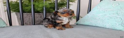 Cavapoo dogs for sale: Teddy - Ad 9