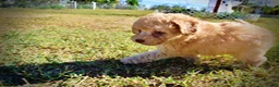 Havapoo dogs for sale: Dr. Pepper - Ad 14