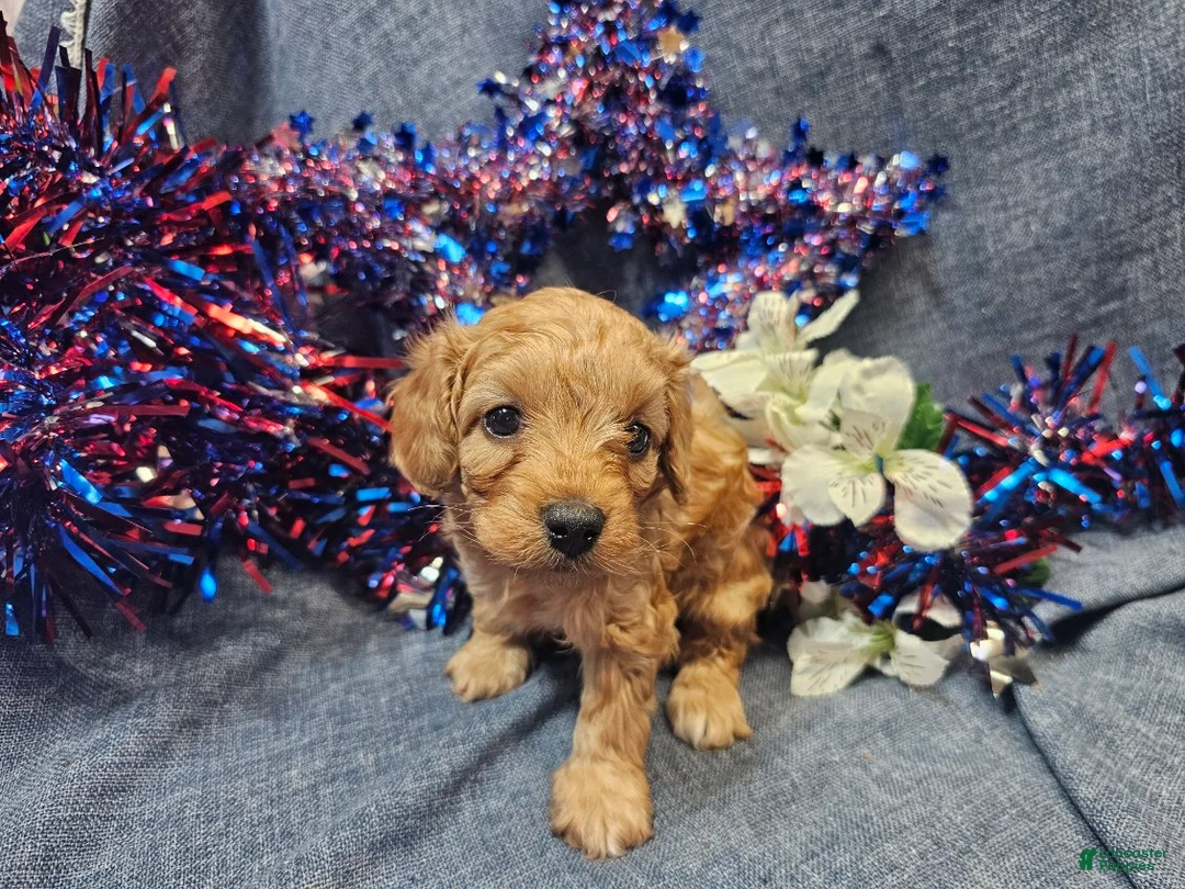 Maltipoo dogs for sale: Mosley (Male) - Ad 1