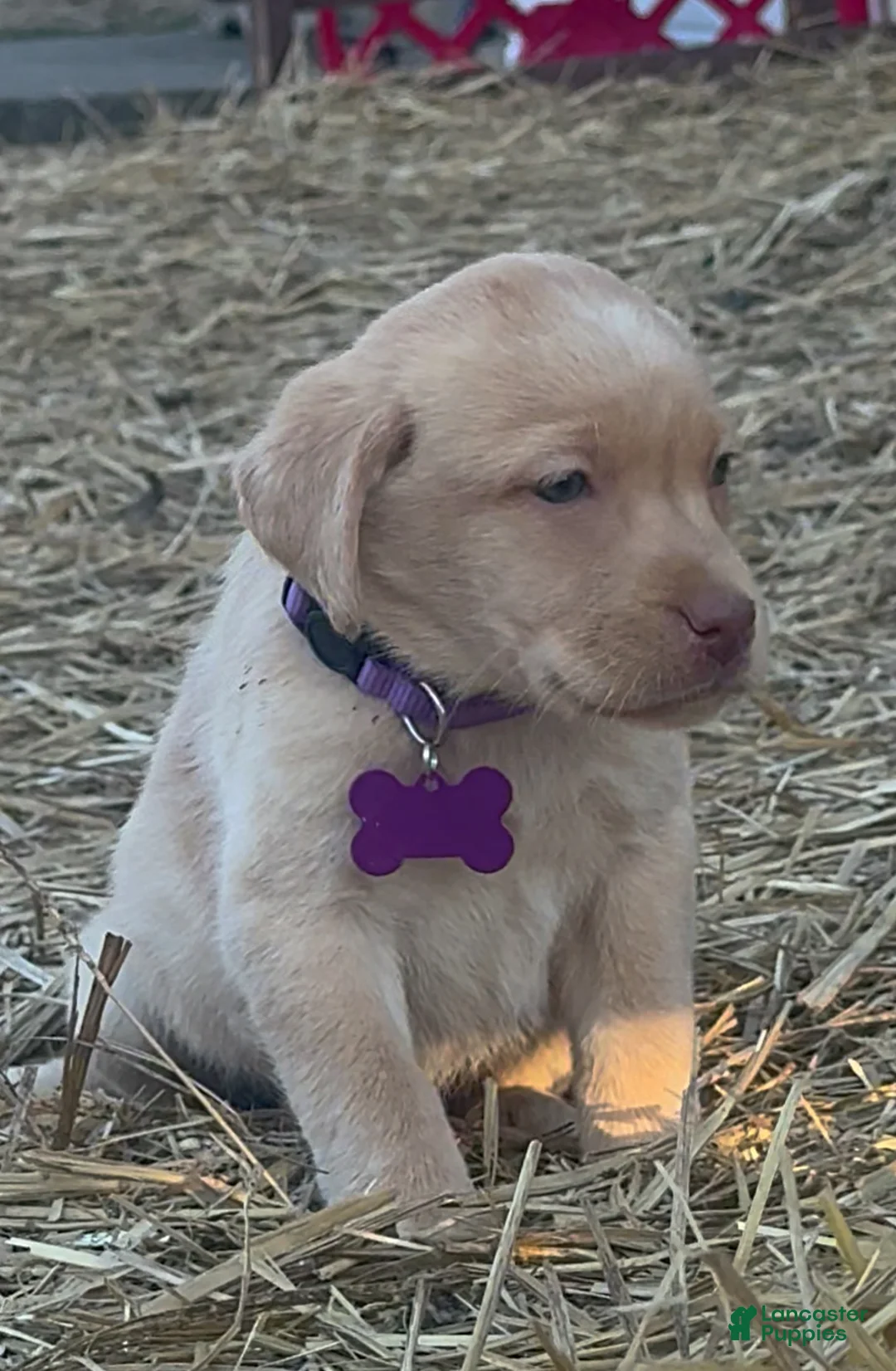 Labrador Retriever dogs for sale: Labrador Retriever Puppy 1 - Ad 12