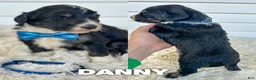 Aussiedoodle dogs for sale: Danny - standard f1b - Ad 1