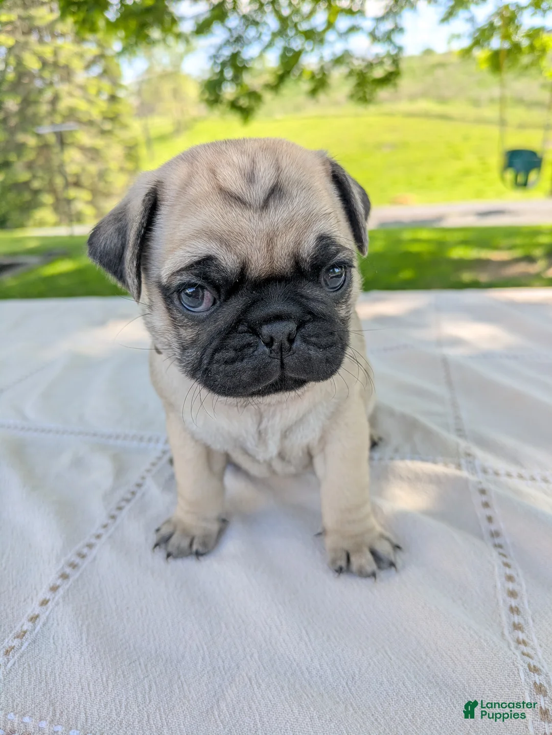 Pug dogs for sale: Lux - Ad 2