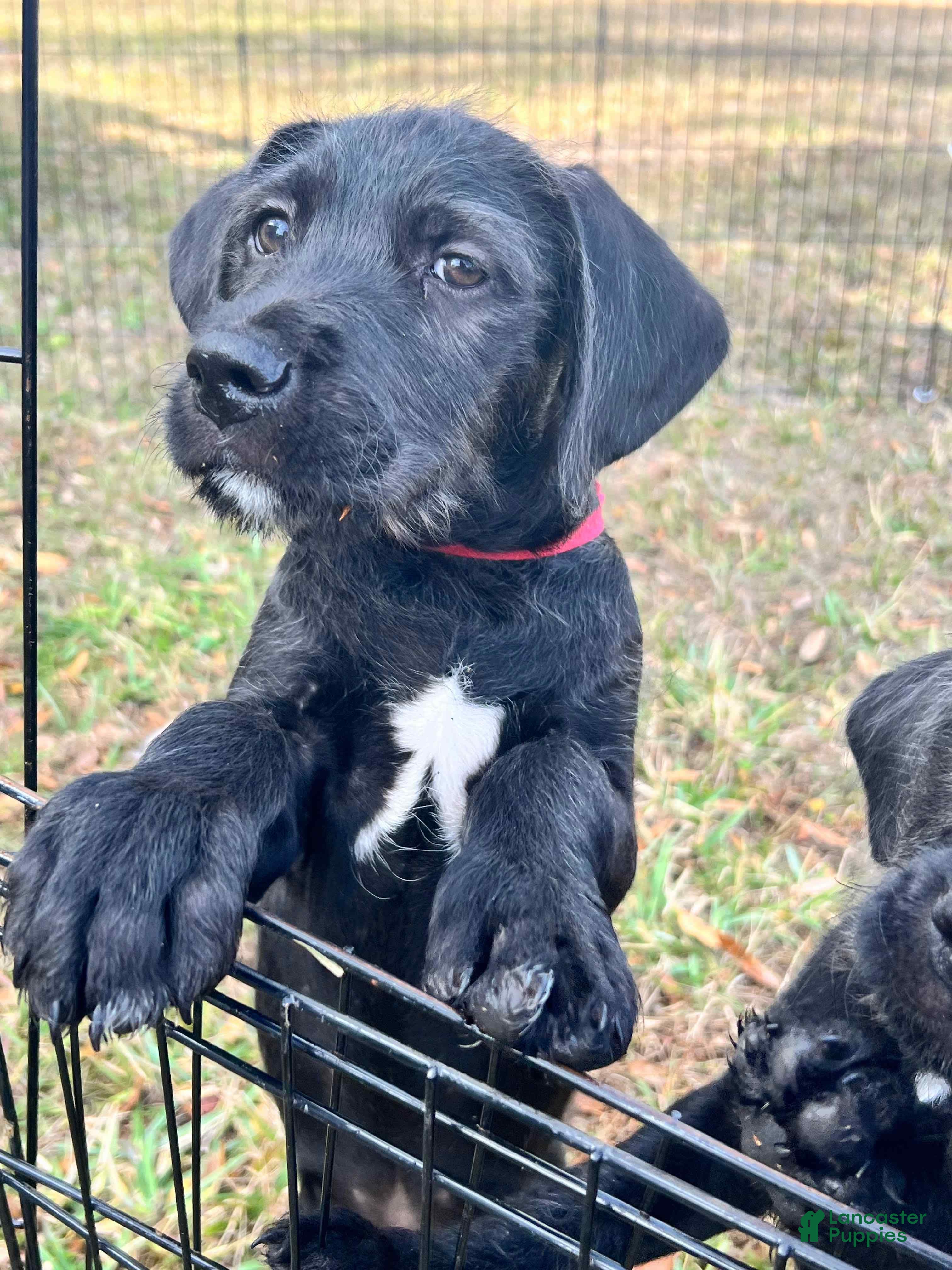 Mixed Breed dogs Marshall - Ad 2