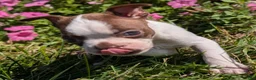 Boston Terrier dogs for sale: Apple - Ad 4