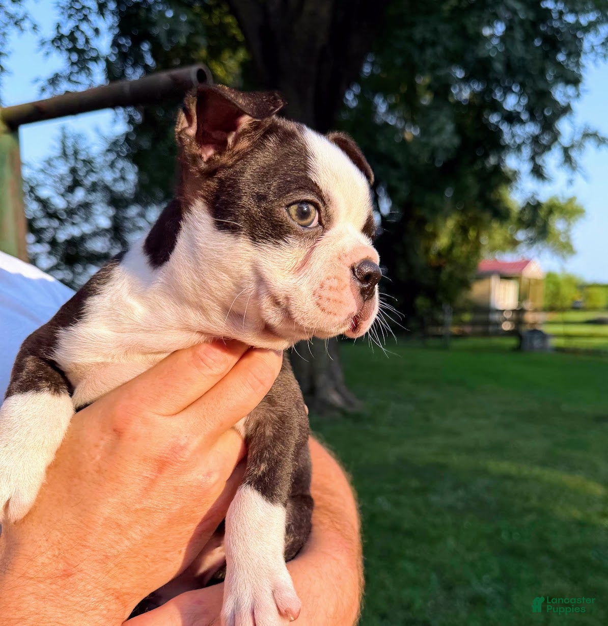 Boston Terrier dogs AKC Little Girl Aria - Ad 1
