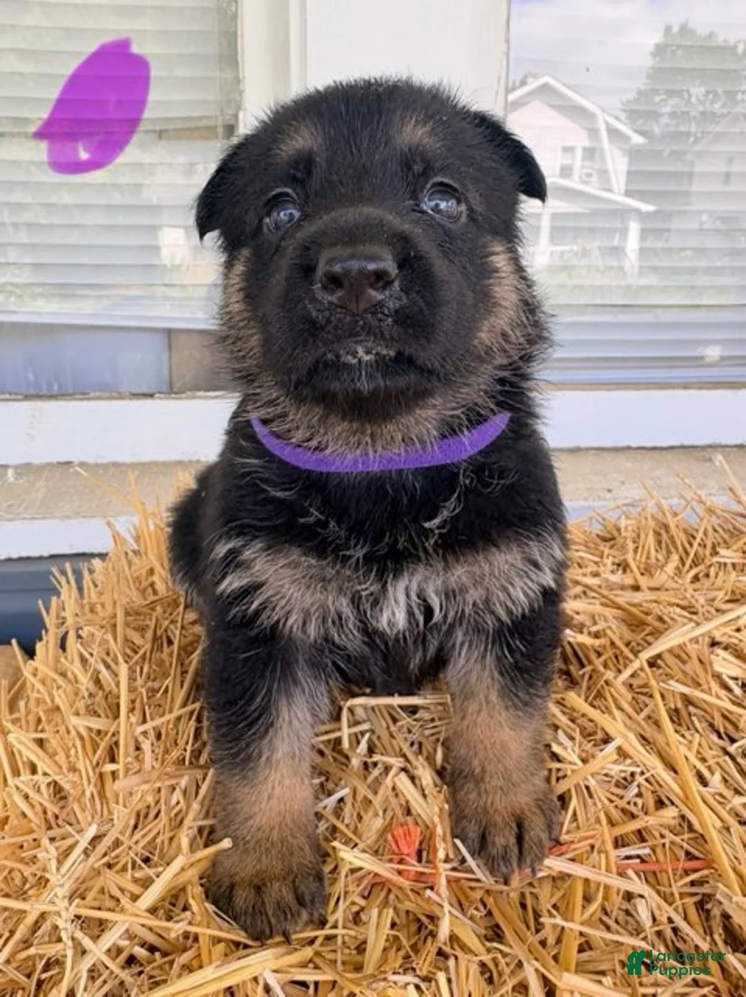 German Shepherd dogs for sale: Purple Collar - Ad 3