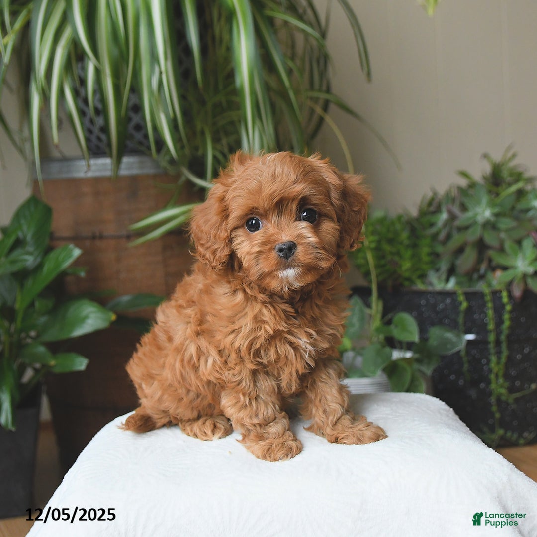 Cavapoo dogs for sale: Lucky - Ad 1