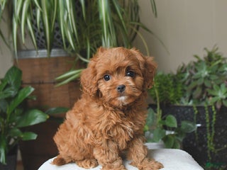 Cavapoo dogs Lucky - Ad 1