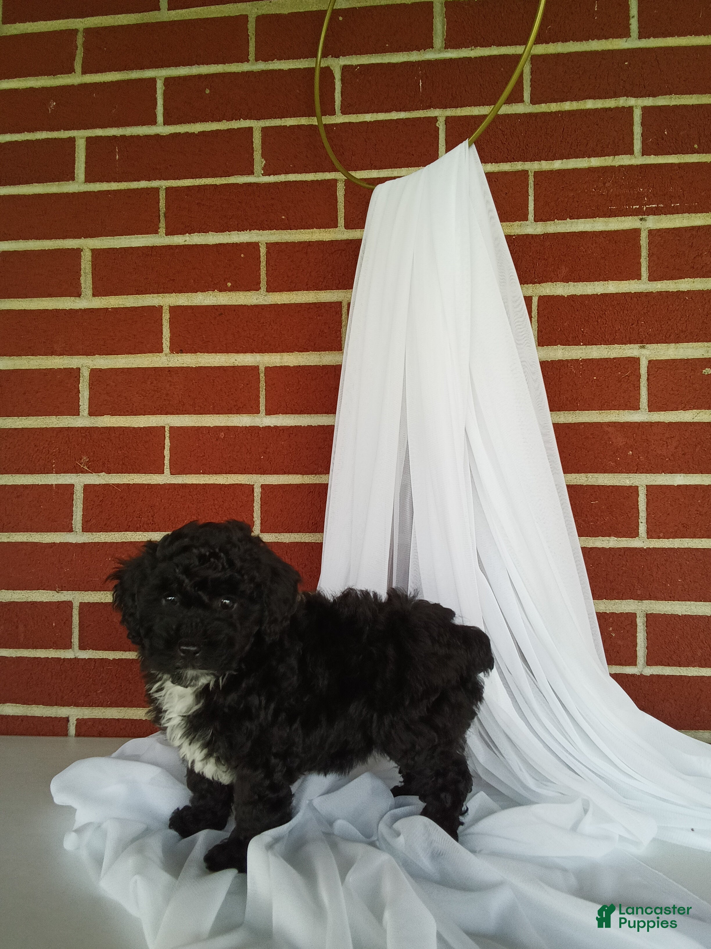 Yorkiepoo dogs for sale: 🐾 Meet Lily – Beautiful F1B Yorkiepoo Puppy! 🐾 - Ad 2