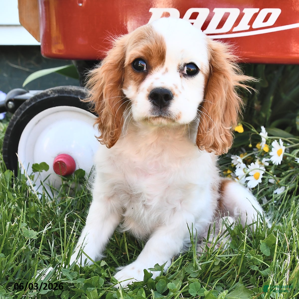 Cavalier King Charles Spaniel dogs Hunter - Ad 2