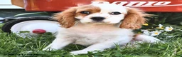 Cavalier King Charles Spaniel dogs for sale: Hunter - Ad 3