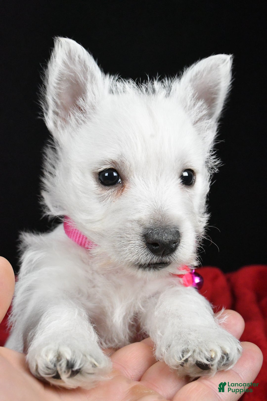 West Highland Terrier dogs for sale: Ellie - Ad 7