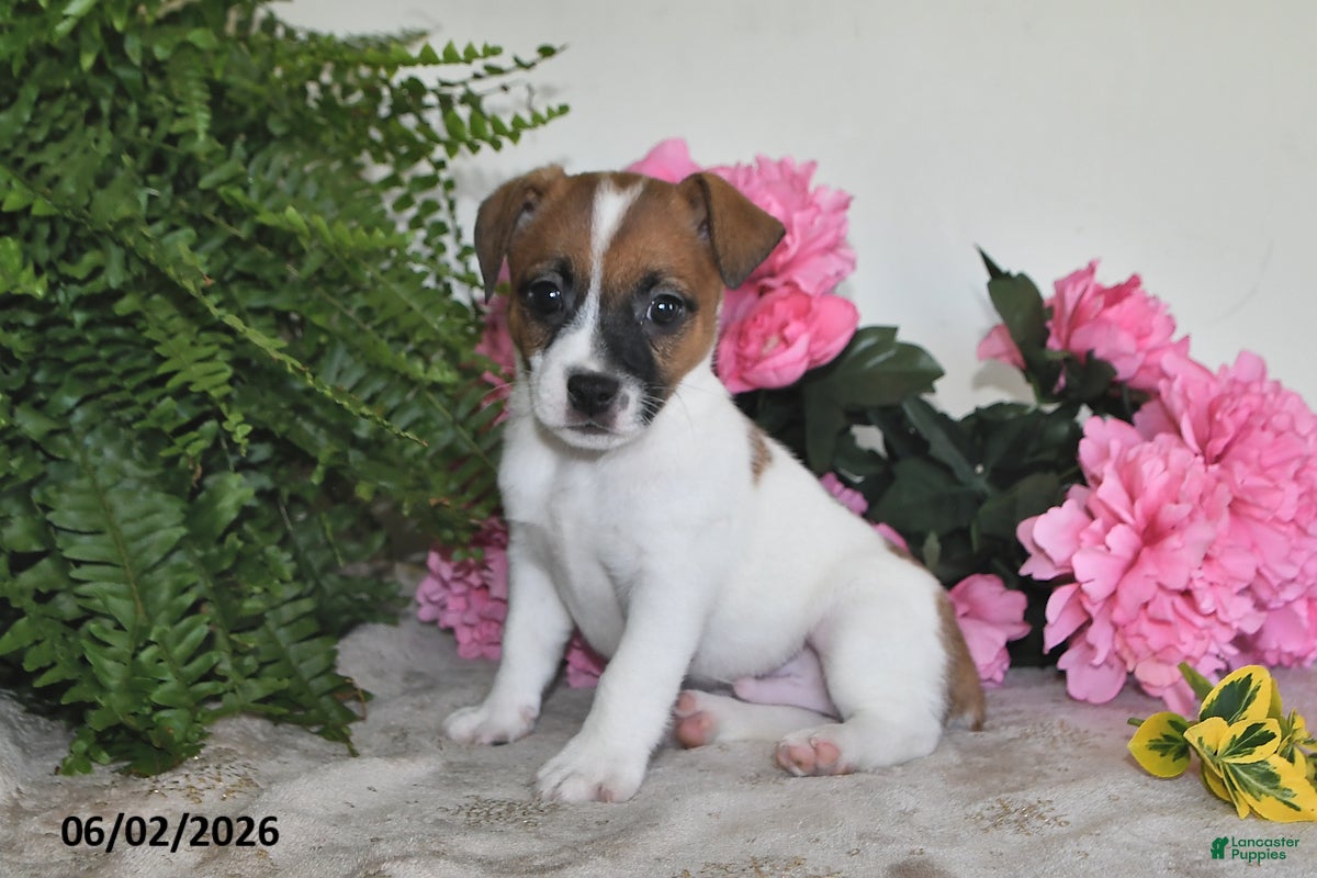 Jack Russell Terrier dogs for sale: Bingo - Ad 3