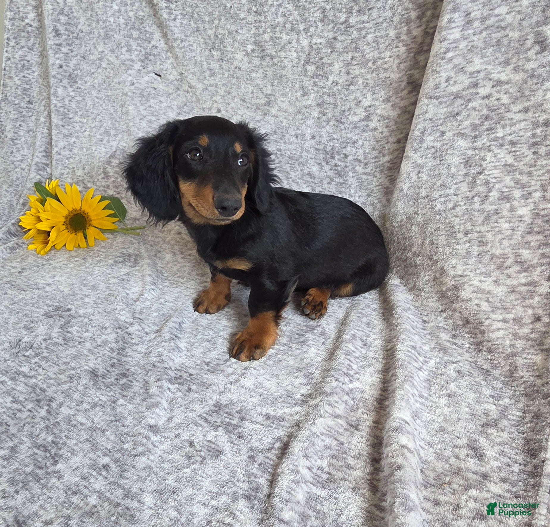 Miniature Dachshund dogs Thunder - Ad 1
