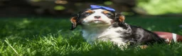 Cavalier King Charles Spaniel dogs for sale: Dotsn 🐾 - Ad 9