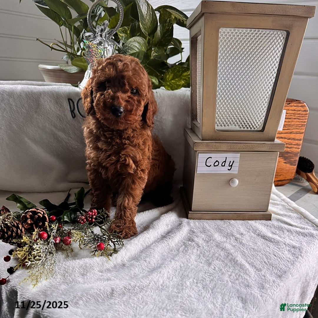Miniature Poodle dogs for sale: Cody - Ad 3