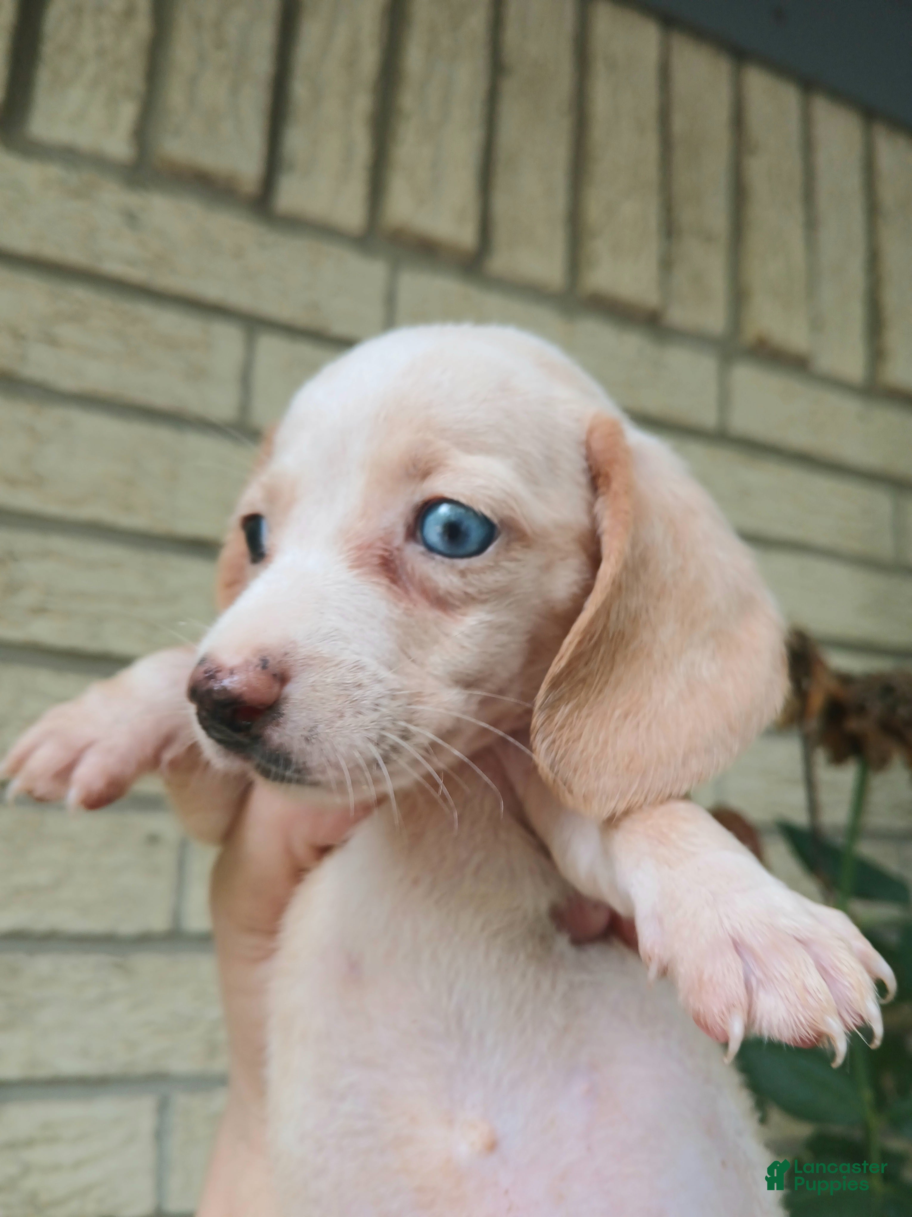 Dachshund dogs Sugar pies piebald girl Freckle nose. Hand delivery  - Ad 6