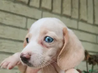 Miniature Dachshund dogs Sugar pies piebald girl Freckle nose. Hand delivery - Ad 7